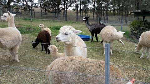 Photo: TANGLIN Lodge Alpacas Photo: TANGLIN Lodge Alpacas